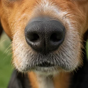 Drever — nose