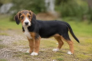 Drever — puppy (~4 mo)