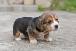 Drever — young puppy (~1 mo)