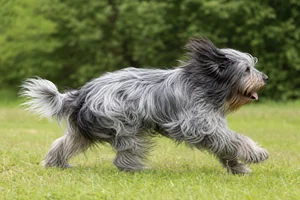 Dutch Schapendoes — running