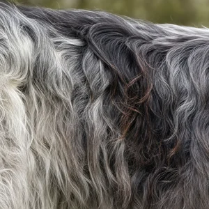 Dutch Schapendoes — coat texture