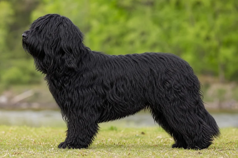 Dutch Schapendoes — black coat