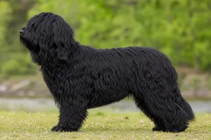 Dutch Schapendoes — black coat