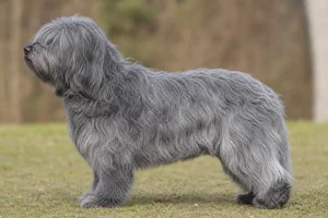 Dutch Schapendoes — blue-gray coat