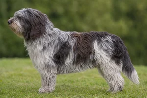 Dutch Schapendoes — particolor coat