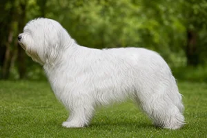 Dutch Schapendoes — white coat