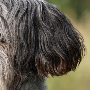 Dutch Schapendoes — ears