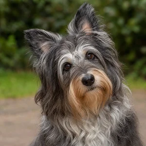 Dutch Schapendoes — alert