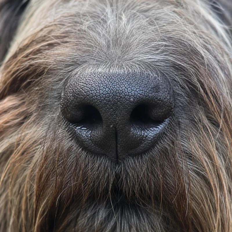 Dutch Schapendoes — nose