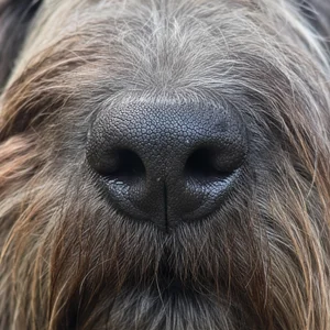 Dutch Schapendoes — nose