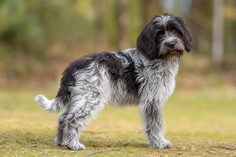 Dutch Schapendoes — puppy (~4 mo)