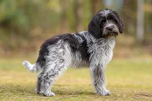 Dutch Schapendoes — puppy (~4 mo)