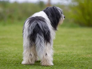 Dutch Schapendoes — rear
