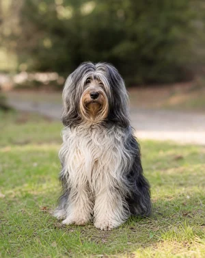Dutch Schapendoes — sitting