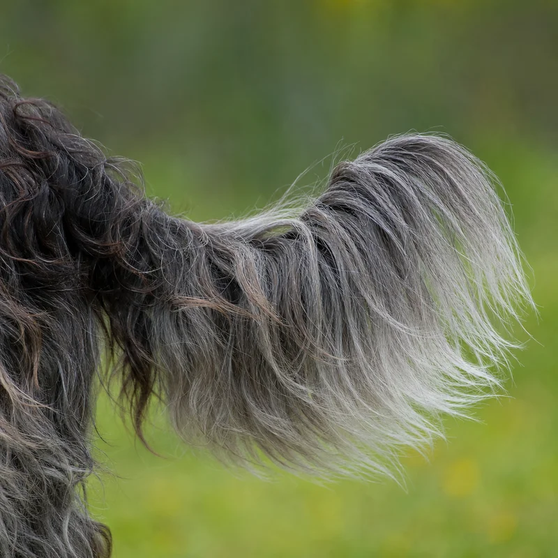 Dutch Schapendoes — tail