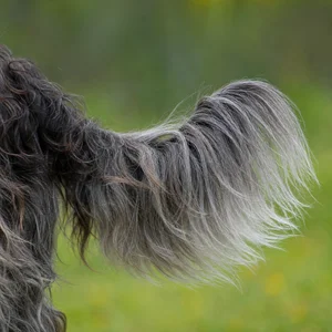 Dutch Schapendoes — tail