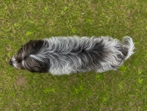 Dutch Schapendoes — top