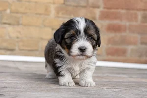 Dutch Schapendoes — young puppy (~1 mo)