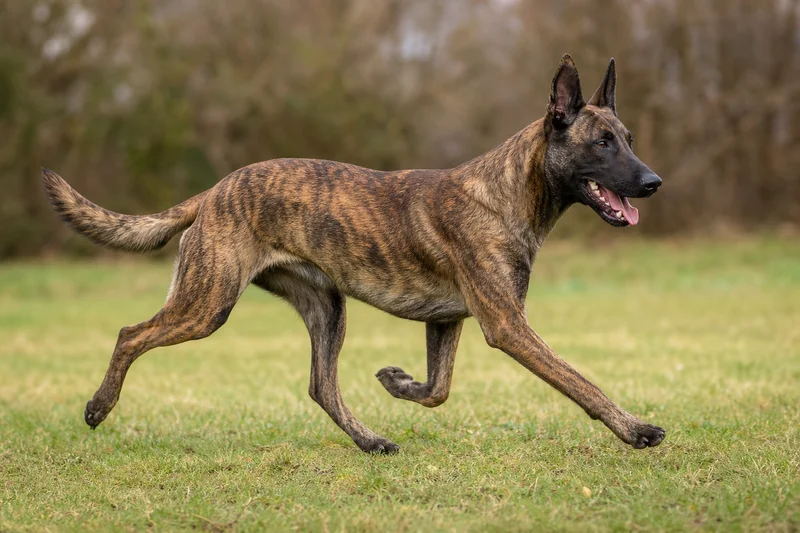 Dutch Shepherd Dog — running
