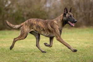 Dutch Shepherd Dog — running