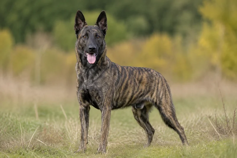Dutch Shepherd Dog — adult