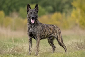 Dutch Shepherd Dog — adult
