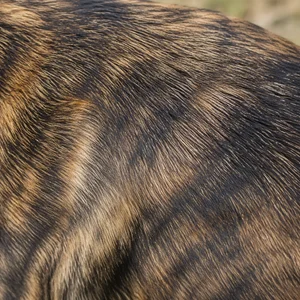 Dutch Shepherd Dog — coat texture