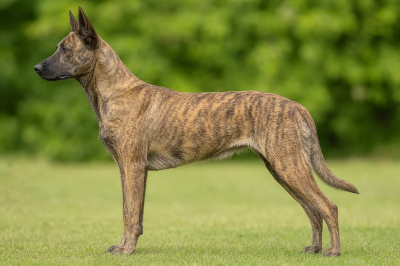 Dutch Shepherd Dog — Gold Brindle coat