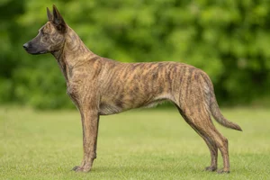 Dutch Shepherd Dog — Gold Brindle coat