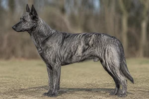 Dutch Shepherd Dog — Silver Brindle coat