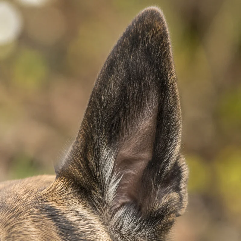 Dutch Shepherd Dog — ears