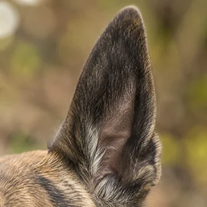 Dutch Shepherd Dog — ears