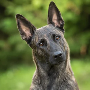 Dutch Shepherd Dog — alert