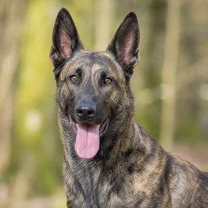 Dutch Shepherd Dog — happy