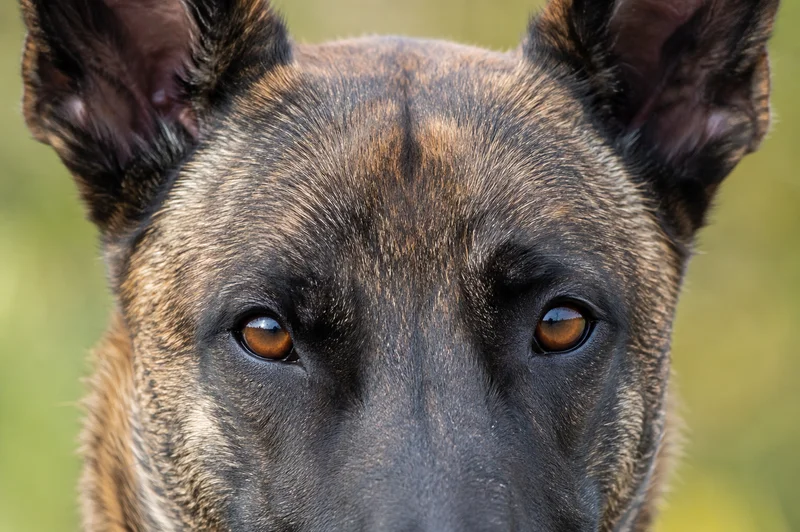 Dutch Shepherd Dog — eyes