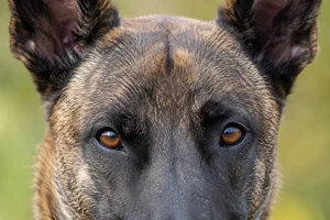 Dutch Shepherd Dog — eyes