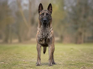 Dutch Shepherd Dog — front