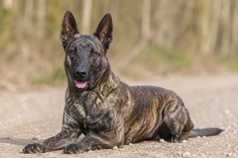 Dutch Shepherd Dog — lying down