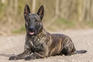 Dutch Shepherd Dog — lying down