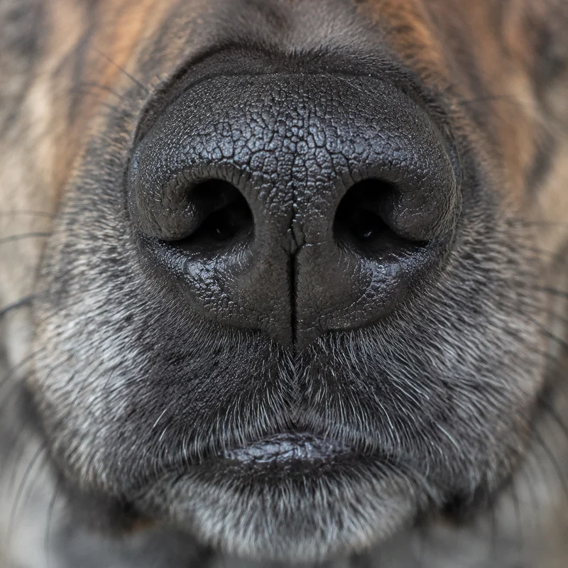 Dutch Shepherd Dog — nose