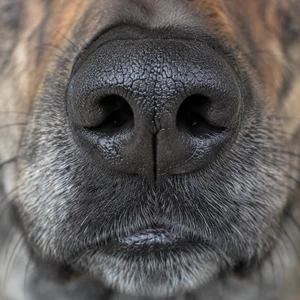 Dutch Shepherd Dog — nose