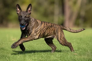 Dutch Shepherd Dog — playing