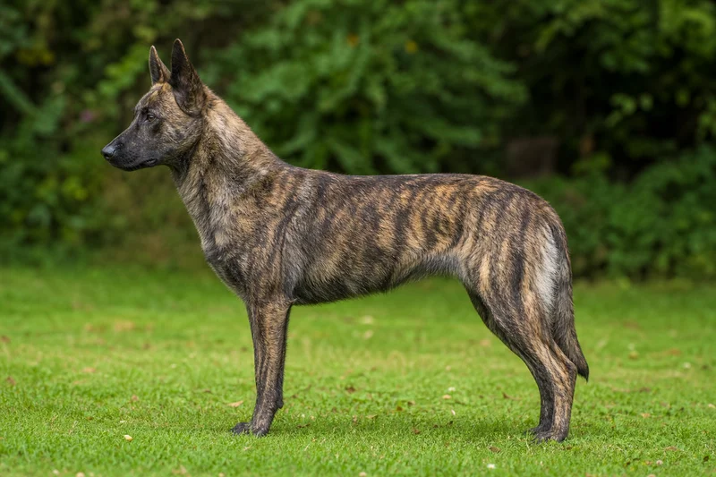 Dutch Shepherd Dog — side