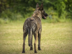 Dutch Shepherd Dog — rear