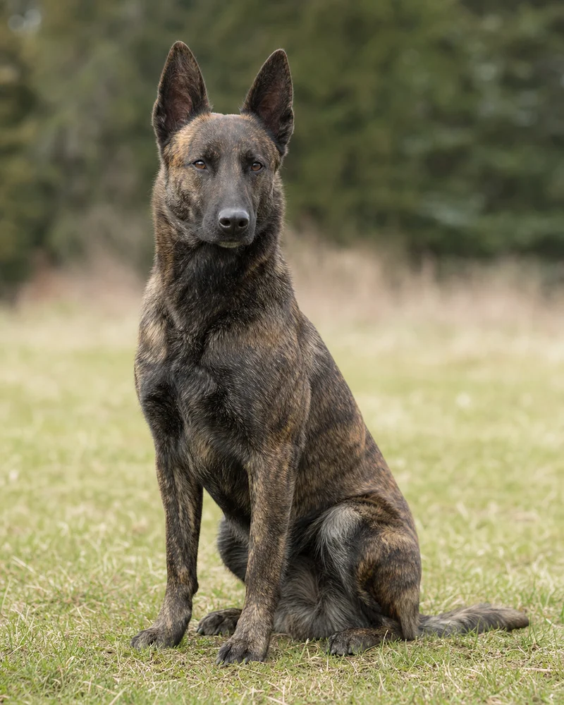 Dutch Shepherd Dog — sitting