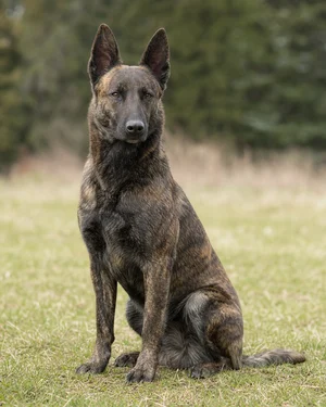 Dutch Shepherd Dog — sitting