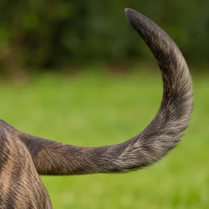 Dutch Shepherd Dog — tail