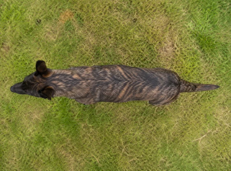Dutch Shepherd Dog — top