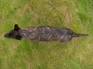 Dutch Shepherd Dog — top