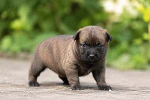 Dutch Shepherd Dog — young puppy (~1 mo)